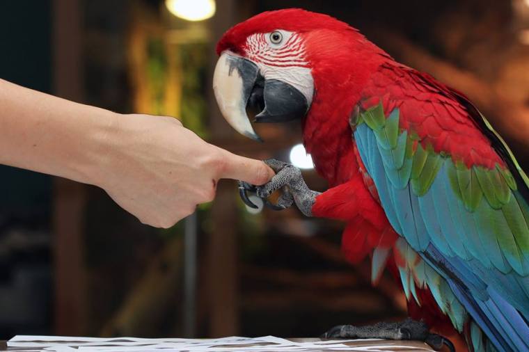 shake hands parrot