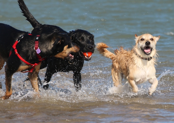 dogs playing at beach